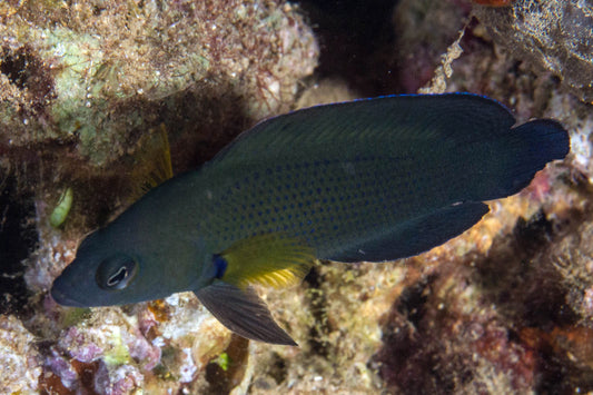 Brown Dottyback - PSEUDOCHROMIS SPLENDENS