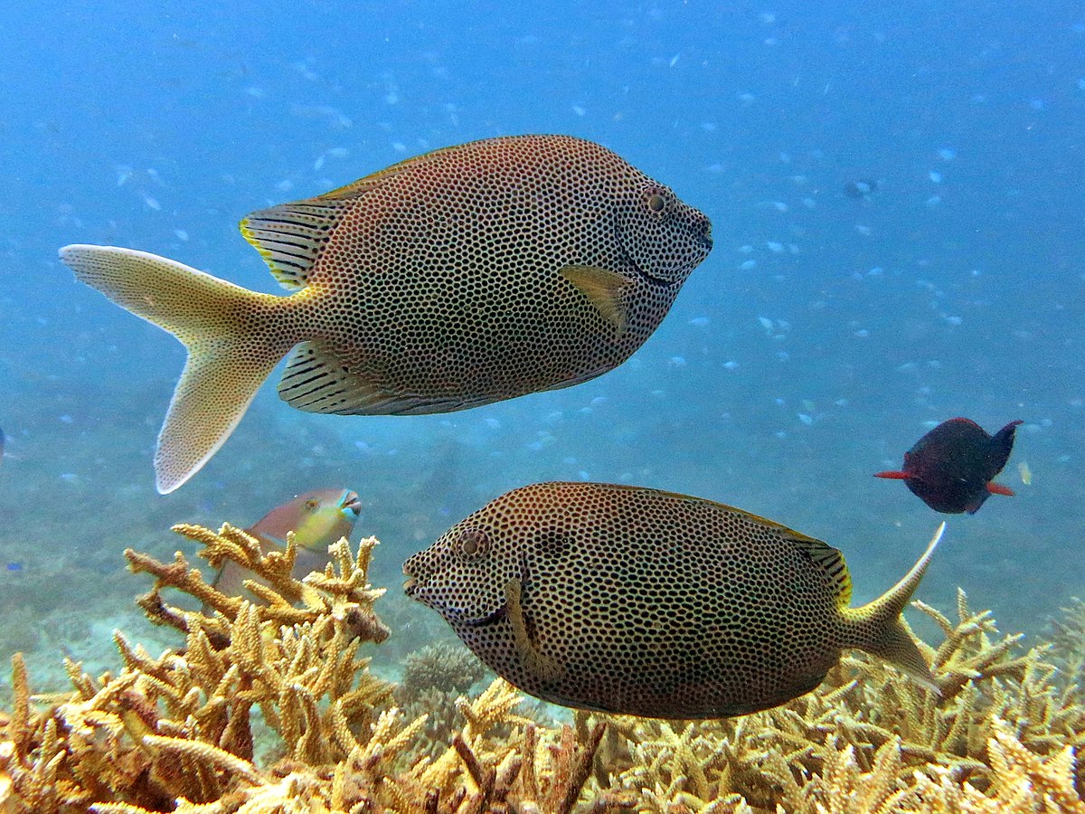 Brown-spotted spinefoot - Siganus stellatus