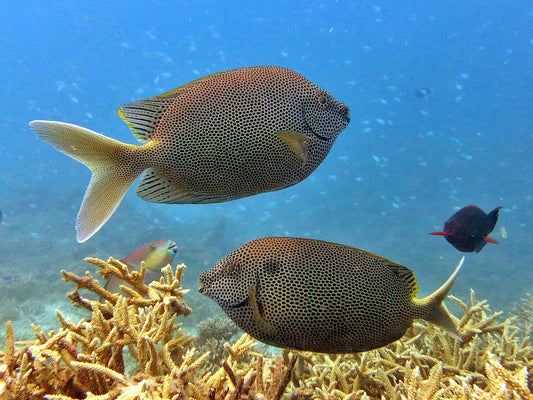 Brown-spotted spinefoot - Siganus stellatus