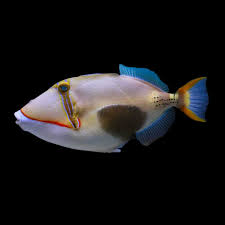 Humu Picasso Triggerfish - for sale at Aquarium Fish Depot