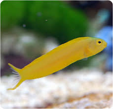 Canary Blenny - Meiacanthus oualanensis