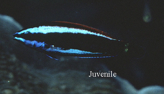 Chiseltooth Wrasse (Pseudodax moluccanus) JUV Color