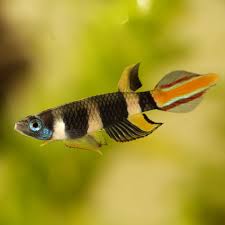 Clown Killifish