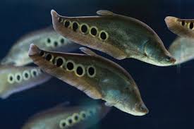 Clown Knifefish - Chitala ornata