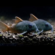 Concolor Cory - Corydoras conoclor - 2"