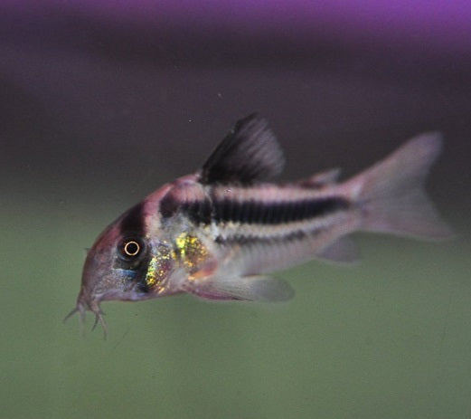 CW169 Cory - Corydoras sp.