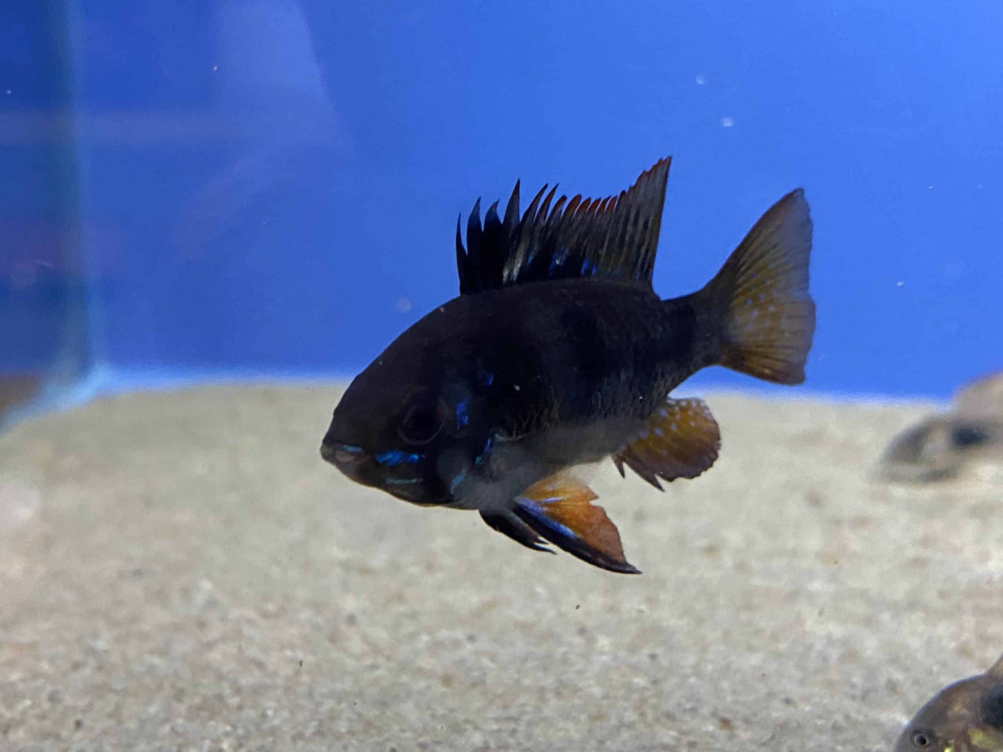 Black Knight Ram - Mikrogeophagus Ramirezi