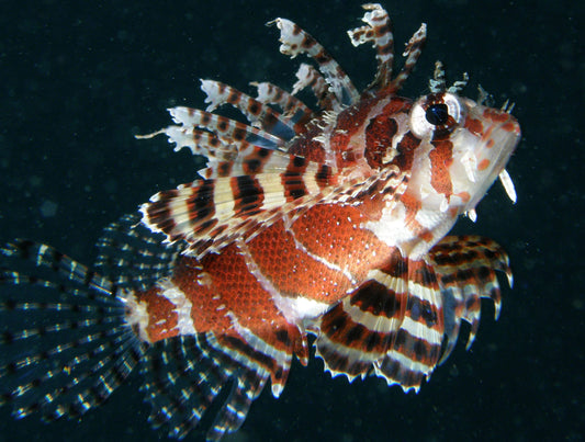 Dwarf Lionfish (DENDROCHIRUS BRACHYPTERUS)