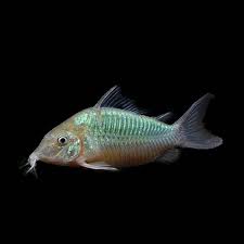 Emerald Green Corydoras Catfish - Corydoras