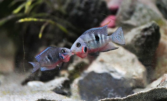 Firemouth Cichlid