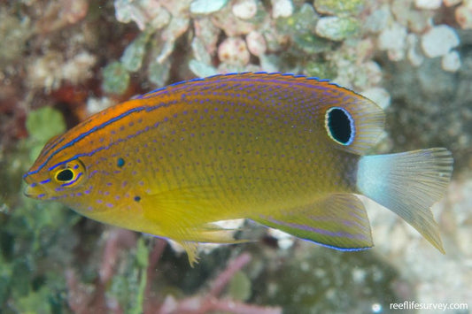 Flame Damsel - Pomacentrus bankanensis