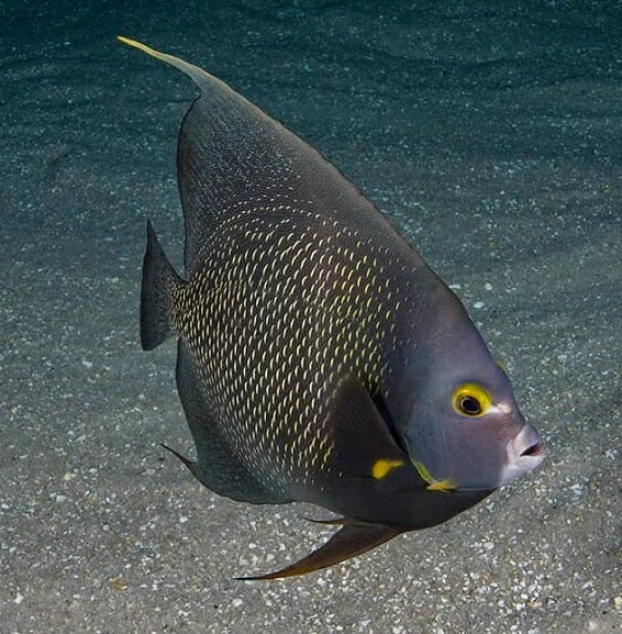 French Angelfish - Pomacanthus paru