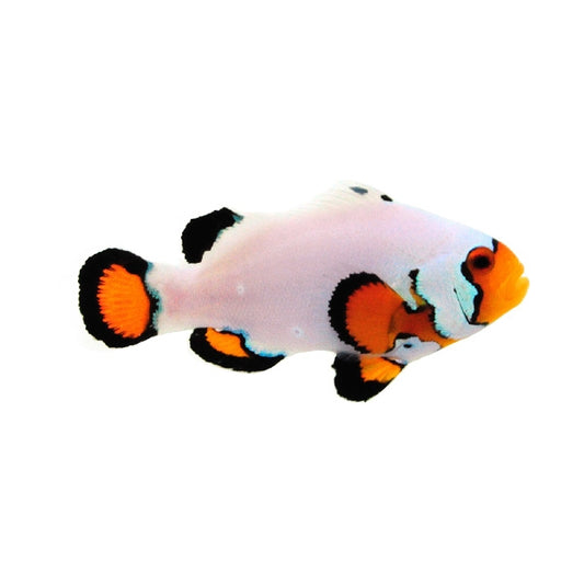 Captive-Bred Flurry Clownfish - Amphiprion ocellaris