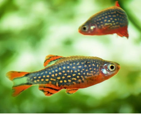 Celestial Pearl Danio (Galaxy Rasbora)