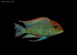 Geophagus Sp Tapajos