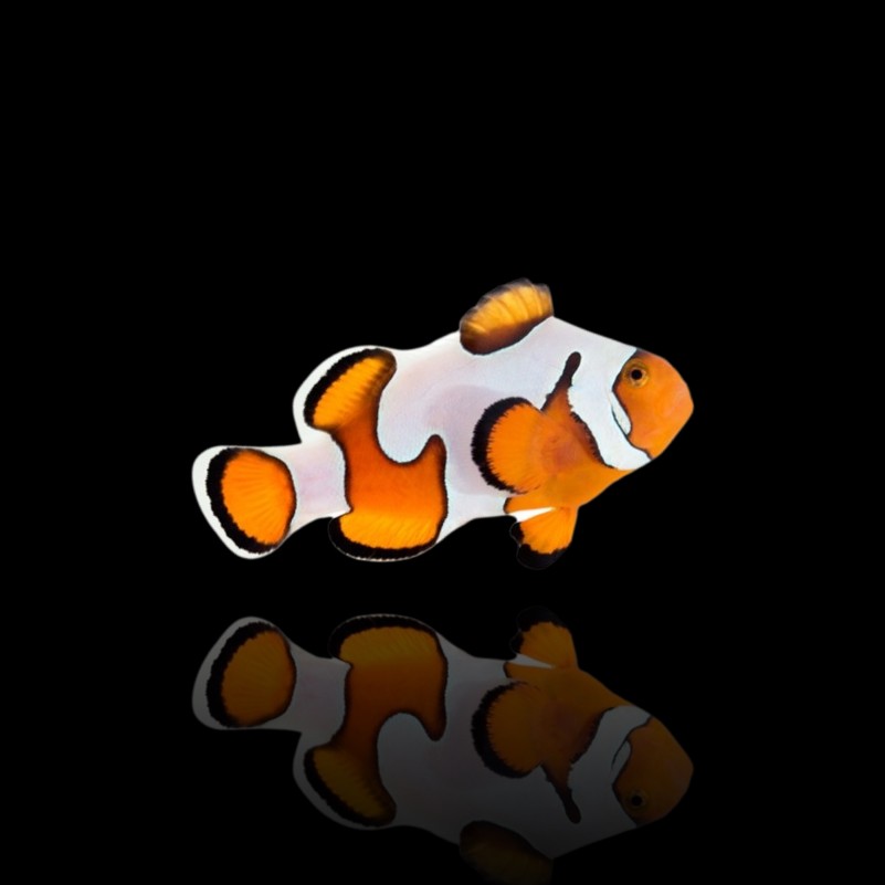 Black Ocellaris Clownfish (Darwin) - available online at Aquarium Fish ...