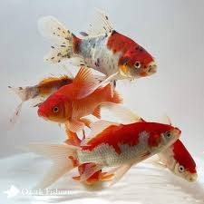 Goldfish Fantail Assorted