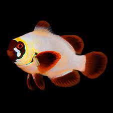 Captive-Bred Gold Nugget Maroon Clownfish - Premnas biaculeatus