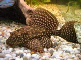 Gold Spot Sailfin Pleco (Glyptoperichthys Joselimanus) 6-8"