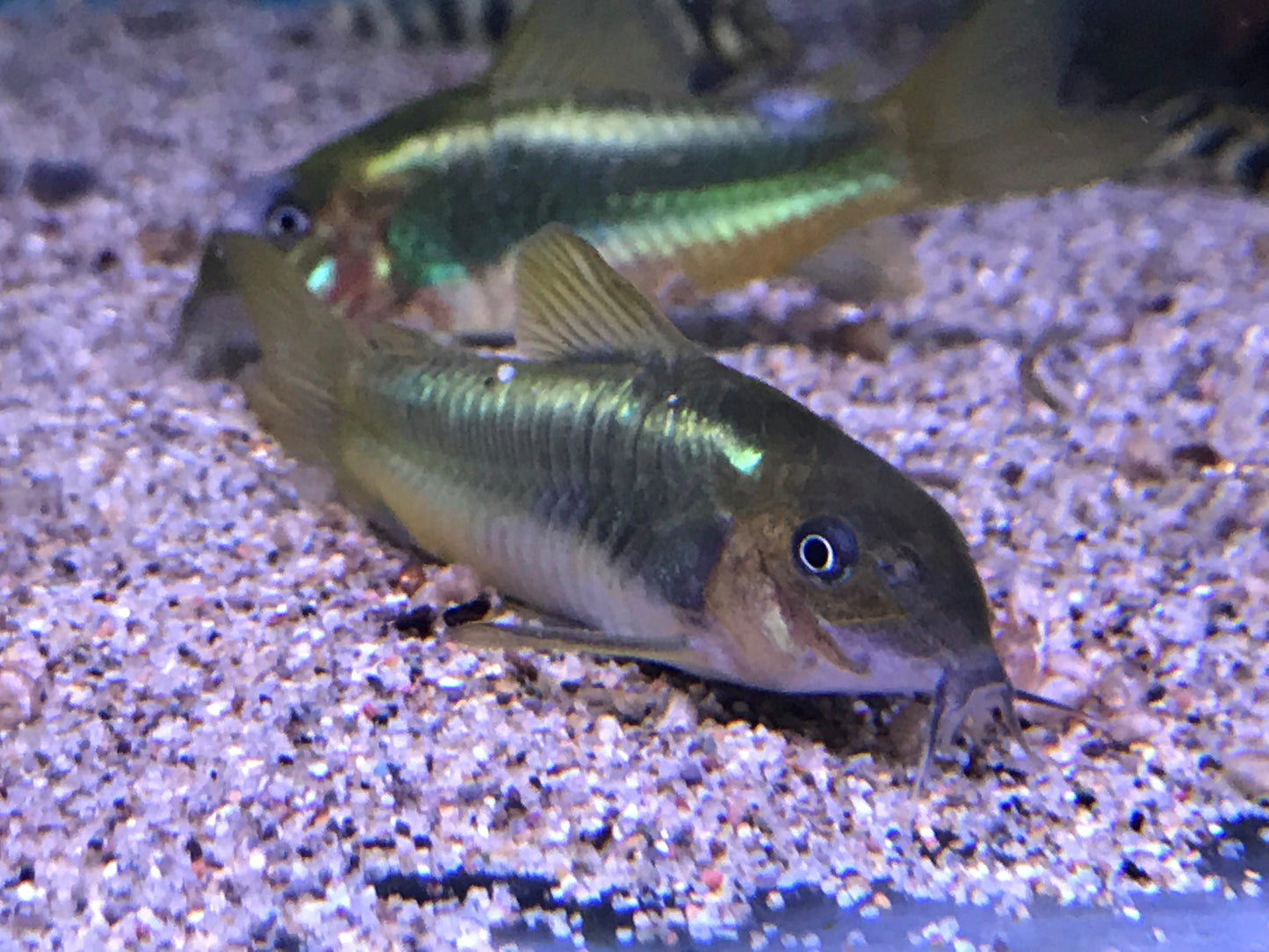 Green Laser Corydoras