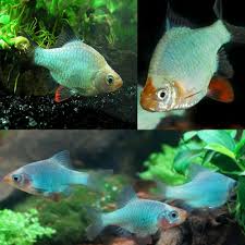 Platinum Green Tiger Barb