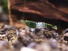 Green Rili Shrimp Neocaridina (Rare)