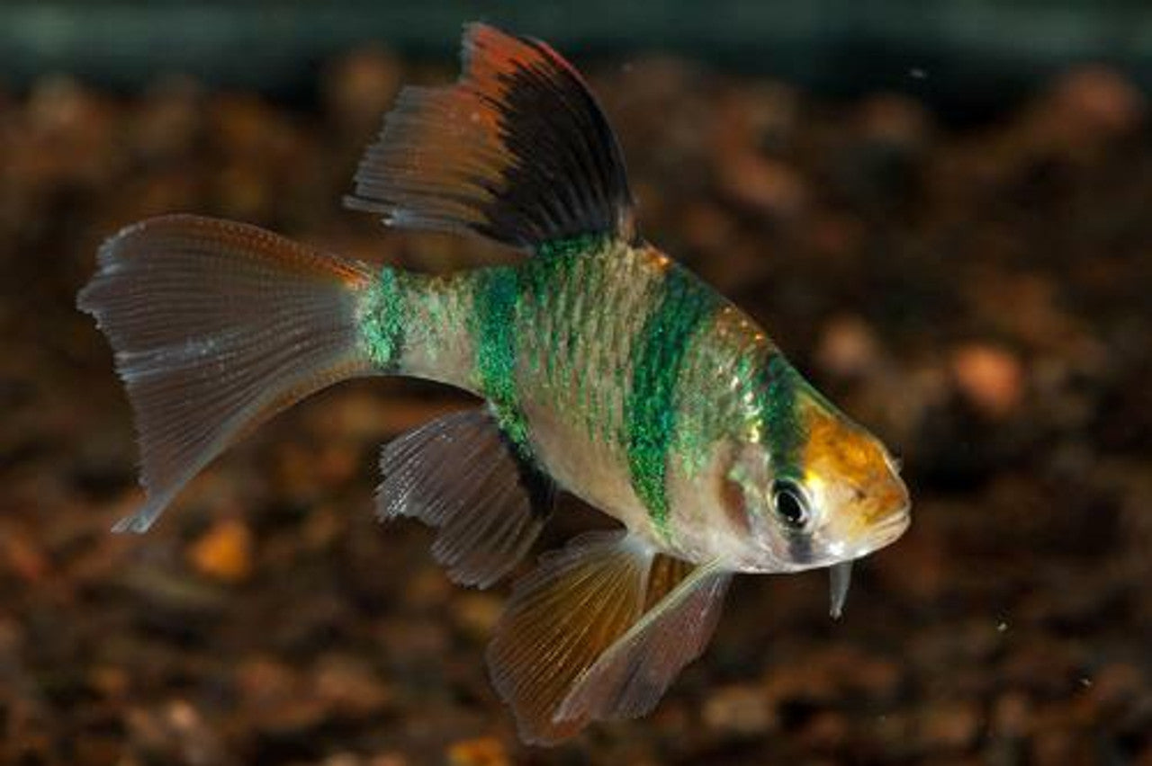 Green Tiger Barb Longfin 1.5"