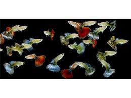 Assorted Show Guppy (Male)