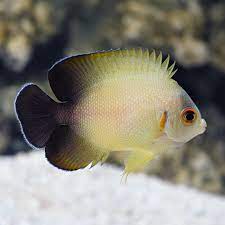 Half Black Angelfish - Centropyge vroliki