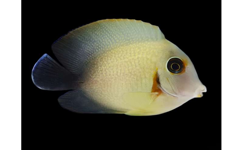 Half Black Mimic Tang (Acanthurus chronixis)