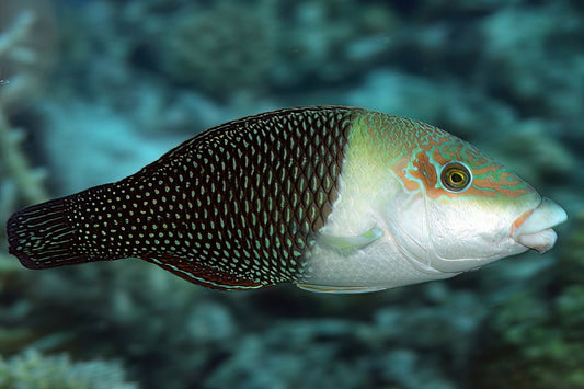 Half-and-Half Wrasse - Hemigymnus melapterus