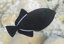 Hawaiian Black Triggerfish - MELETCHYUS INDICUS