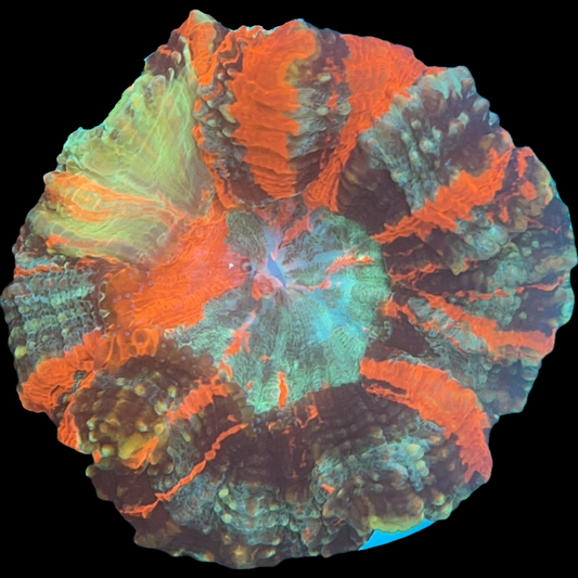WYSIWYG Acanthophyllia Donut Coral