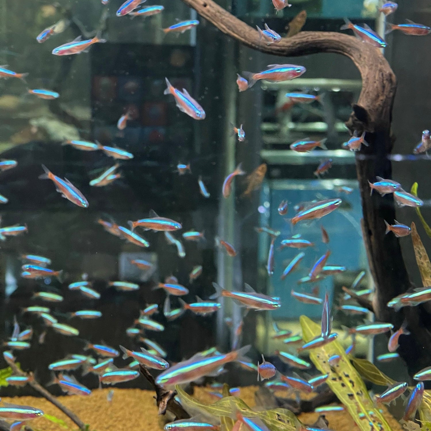 Freshwater Fish – Aquarium Fish Depot