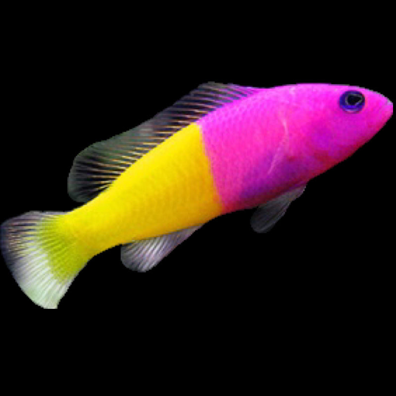Royal DottyBack - PSEUDOCHROMIS PACCAGNELLAE
