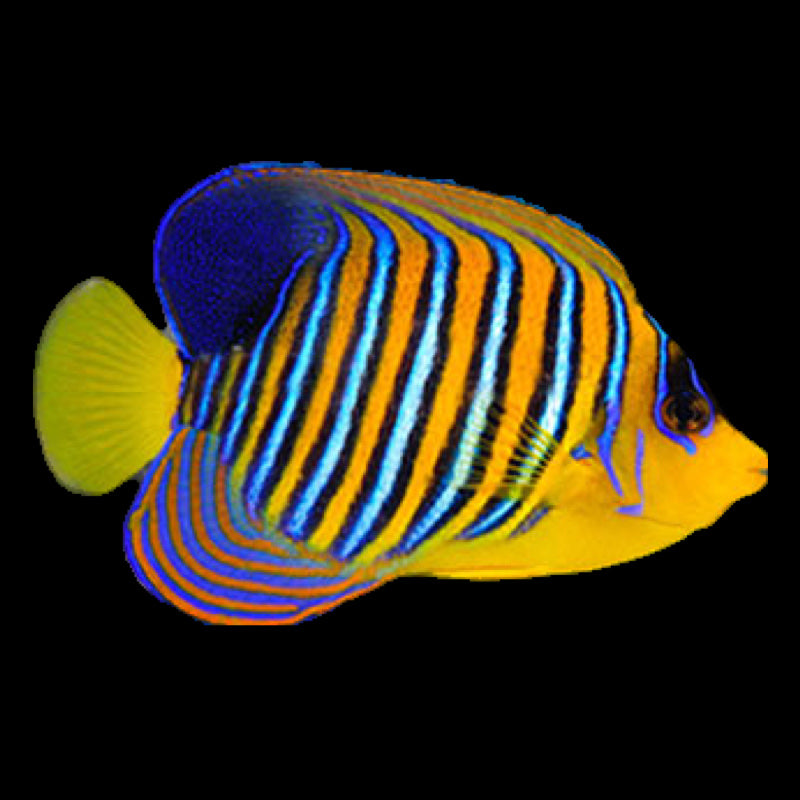 Angelfish