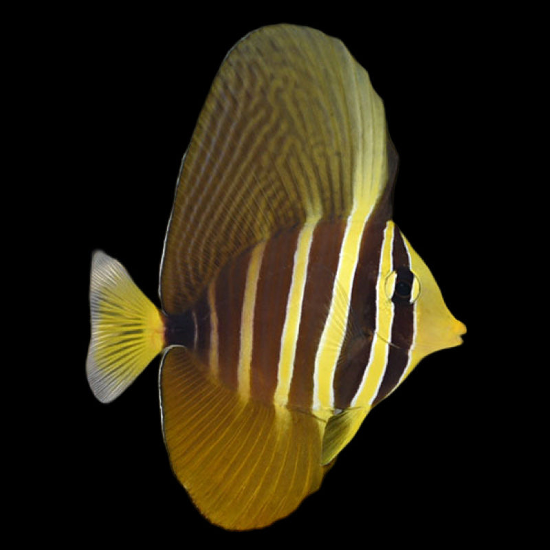 Sailfin Tang - ZEBRASOMA VERIFERUM