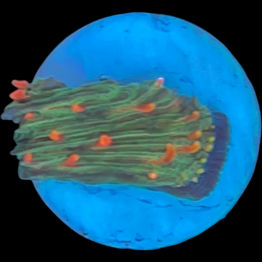 WYSIWYG Diaseris Plate Coral