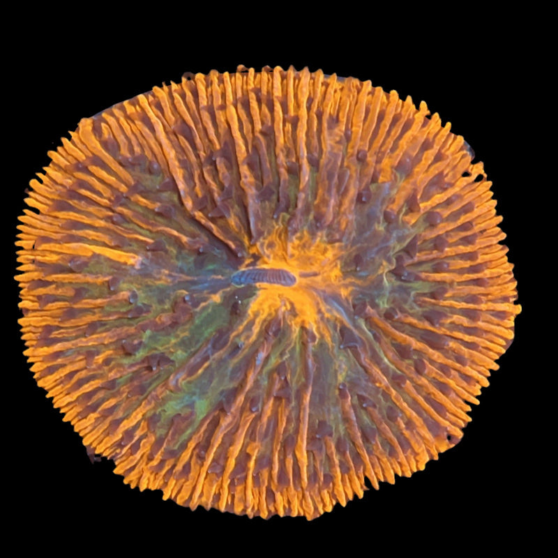 WYSIWYG Rainbow Plate Coral