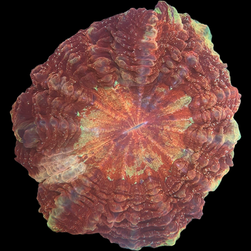 WYSIWYG Acanthophyllia Donut Coral