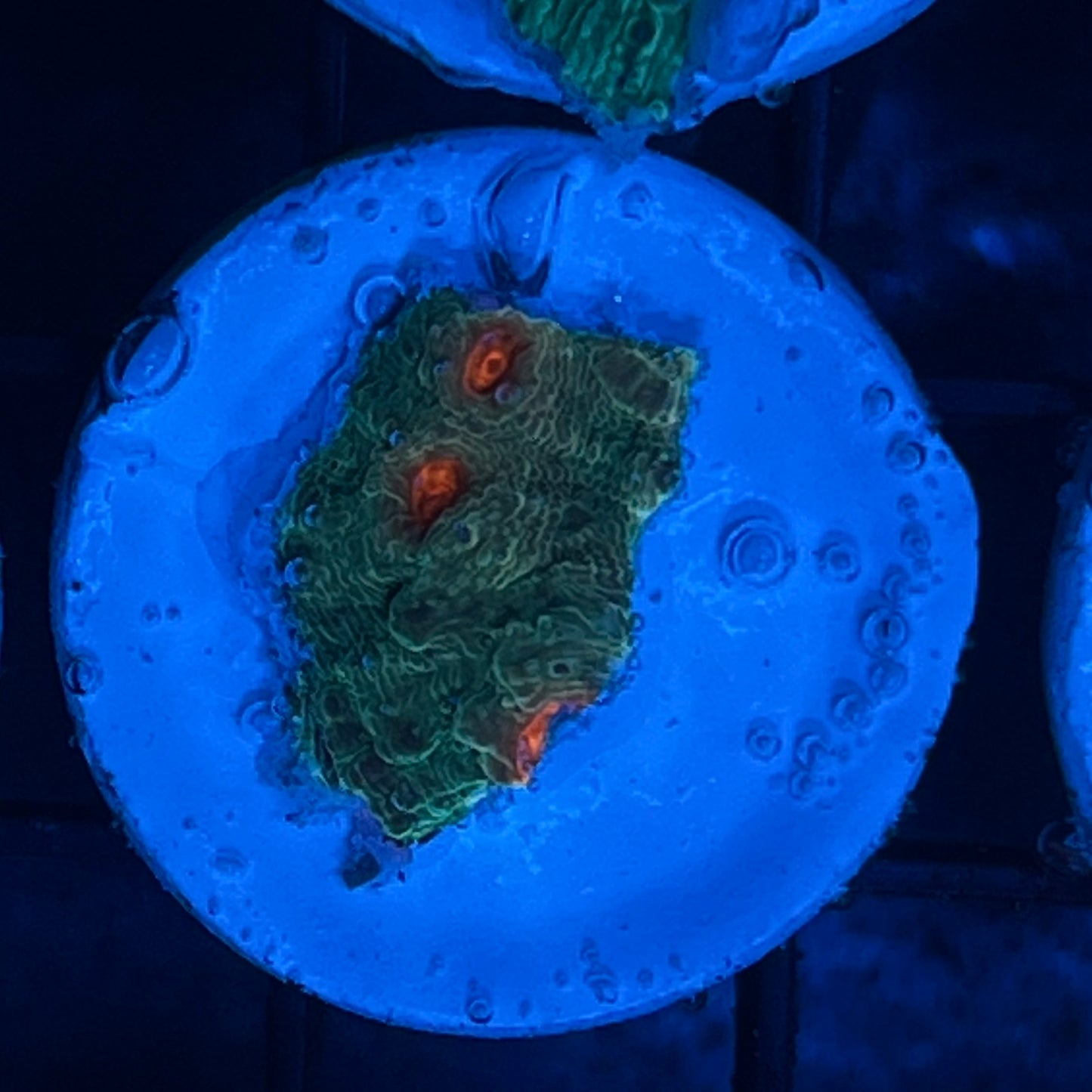 WYSIWYG AFD Red Eye Chalice Coral