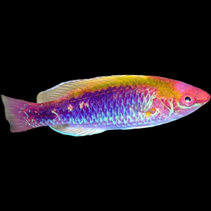 Lubbock's Fairy Wrasse (Cirrhilabrus lubbocki)