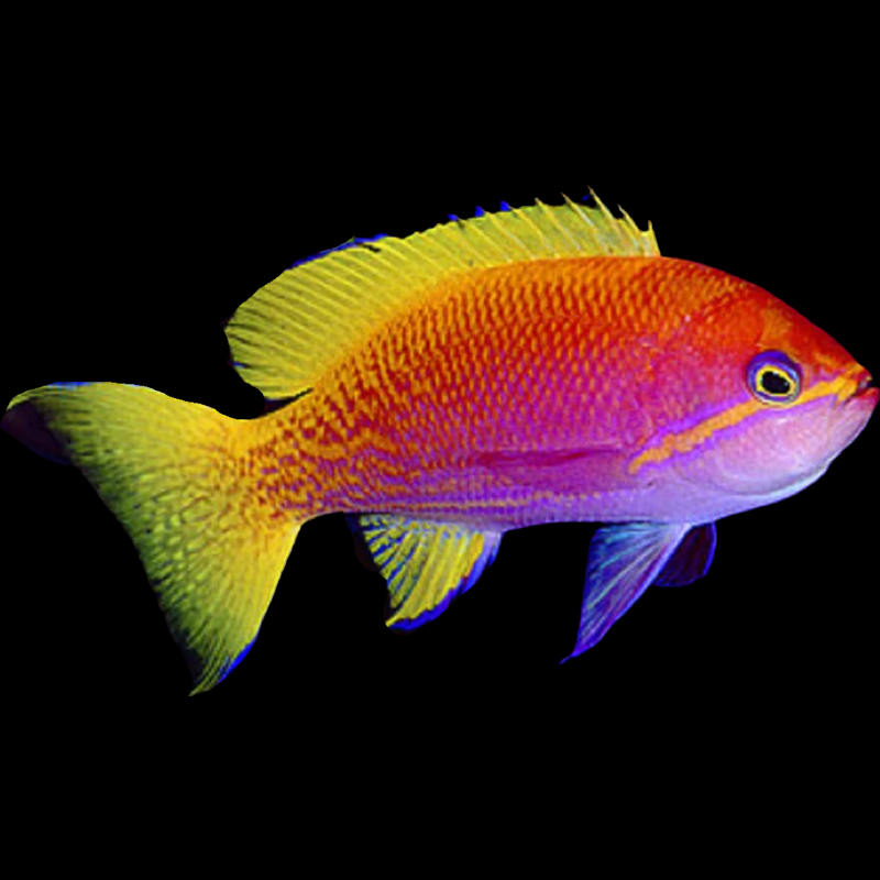 Two Spot Anthias - Bimaculatus Anthias – Aquarium Fish Depot