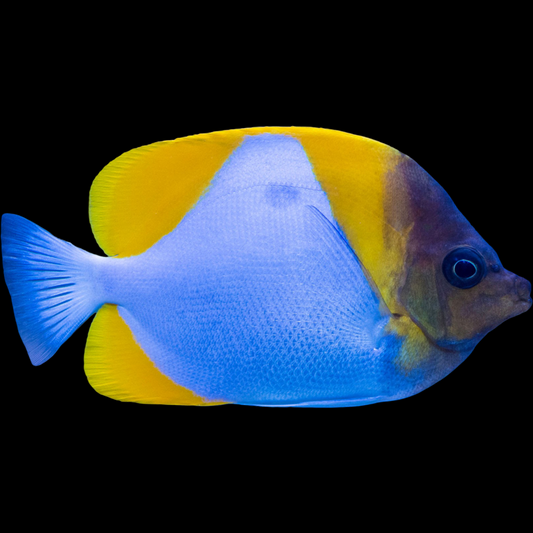 Pyramid Butterfly Fish
