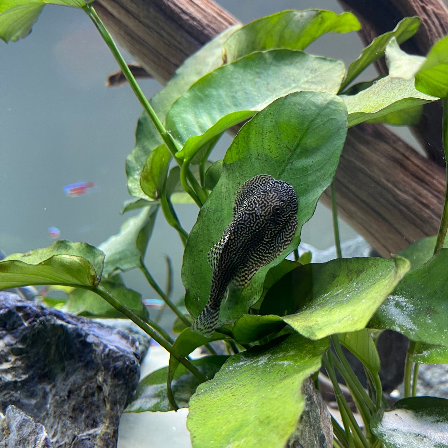 Reticulated Hillstream Loach (Sewellia Lineolata) for sale at aquarium fish depot pictured here swimming in a planted aquarium