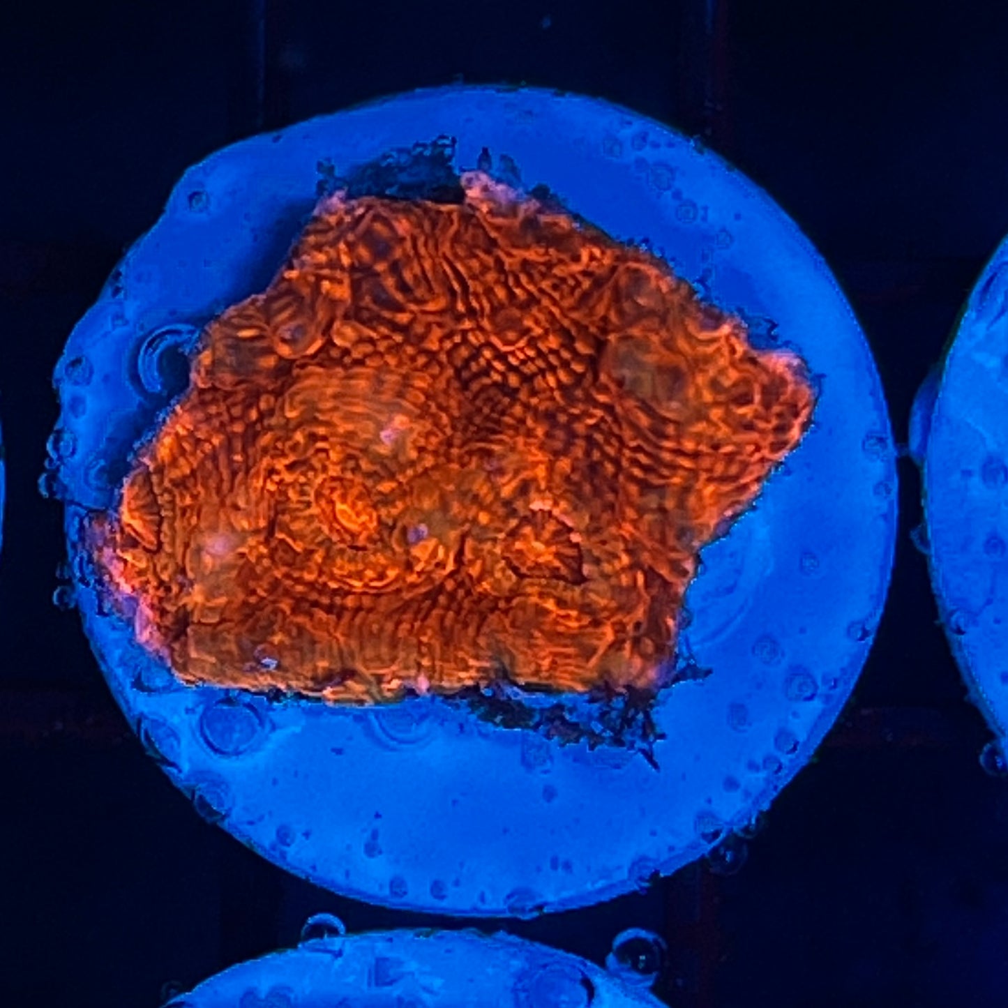 WYSIWYG AFD Lava Chalice Coral