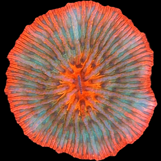 WYSIWYG Rainbow Plate Coral