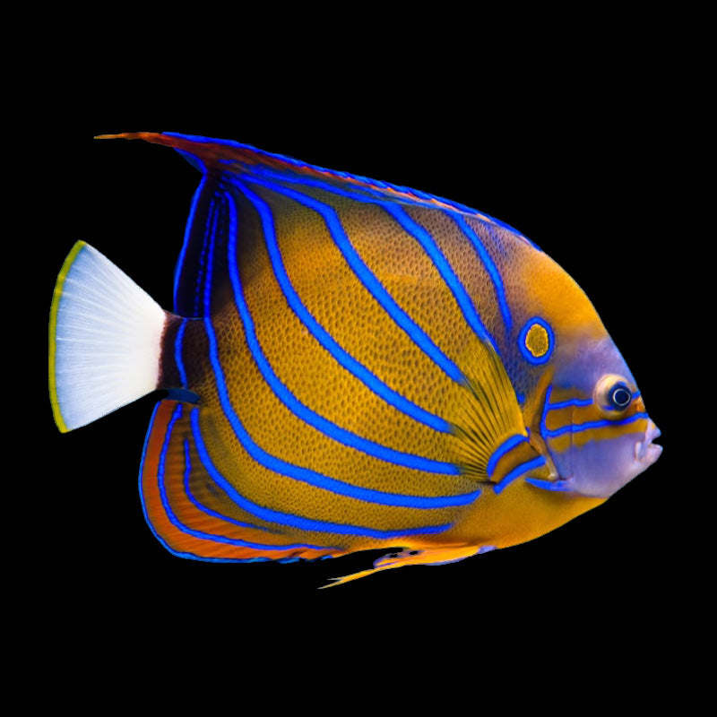 Blue King Angelfish (Pomacanthus Annularis)