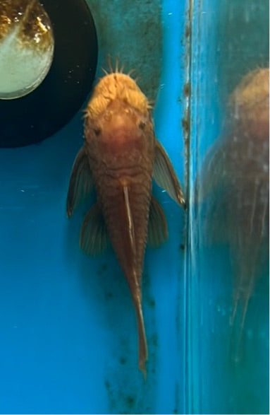 Large Super Red Bristle nose Pleco