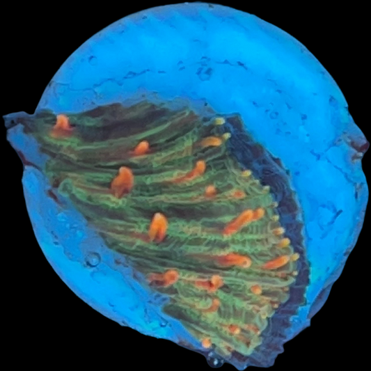 WYSIWYG Diaseris Plate Coral